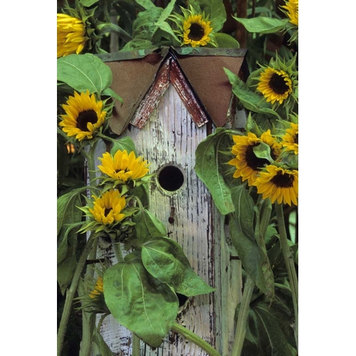 Birdhouse and Sunflowers in garden
